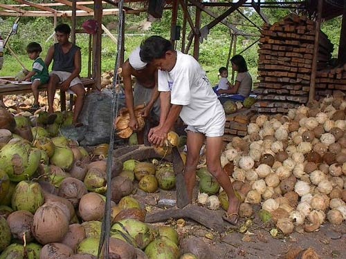 Dehusking coconuts before making virgin coconut oil picture