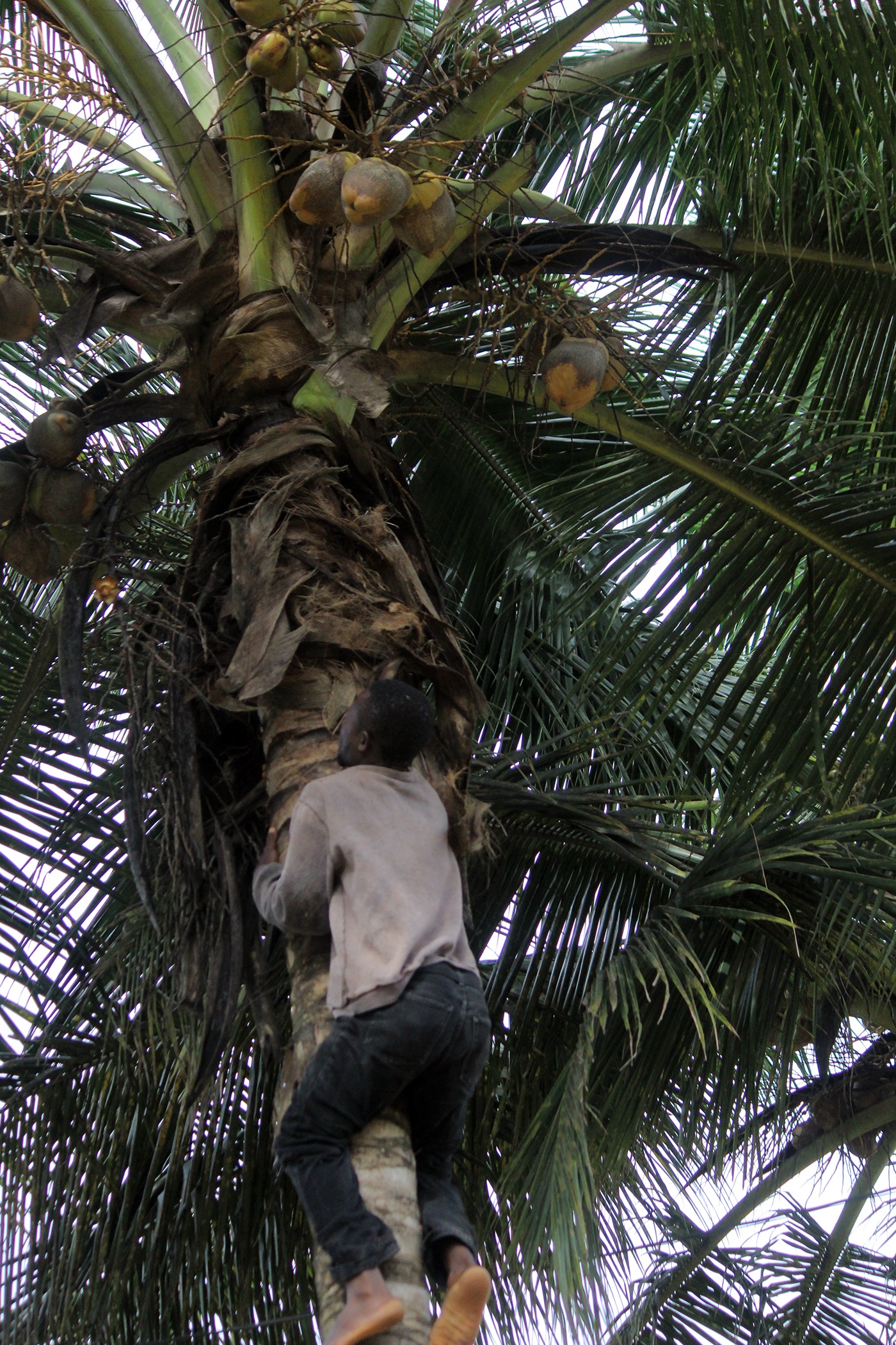 Coconut-Palm-trees-Liberia