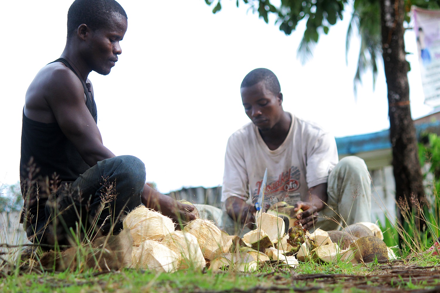 Making-coconut-oil-Liberia2